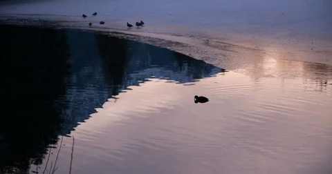 Frozen lake and ducks sunset, slowmotion Stock-Footage 71352535