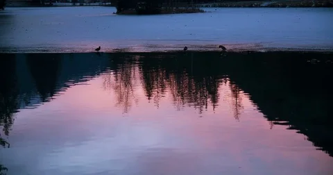 Frozen lake and ducks sunset, slowmotion Stock Footage 71353161