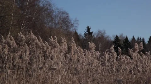 Frozen lake and forest Video stock 49209463