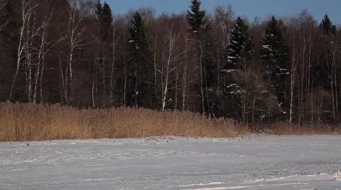 Frozen lake and forest Video stock 49210042