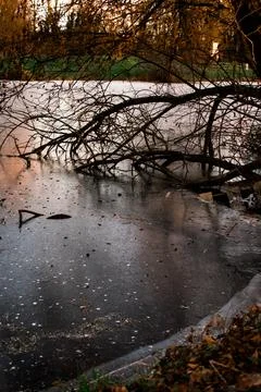 Frozen Lake with Bare Tree Branches and Warm Sunset Reflection Stock Photos