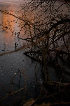 Frozen Lake with Bare Tree Branches and Warm Sunset Reflection Stock Photos