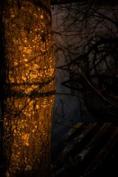 Frozen Lake with Bare Tree Branches and Warm Sunset Reflection Foto stock