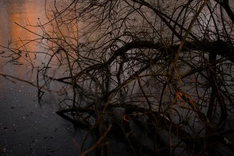 Frozen Lake with Bare Tree Branches and Warm Sunset Reflection Stock Photos