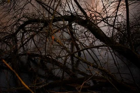 Frozen Lake with Bare Tree Branches and Warm Sunset Reflection Foto stock