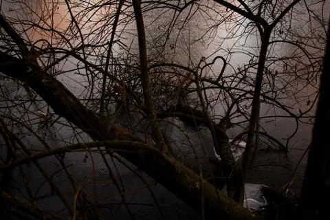 Frozen Lake with Bare Tree Branches and Warm Sunset Reflection Stock-Fotos
