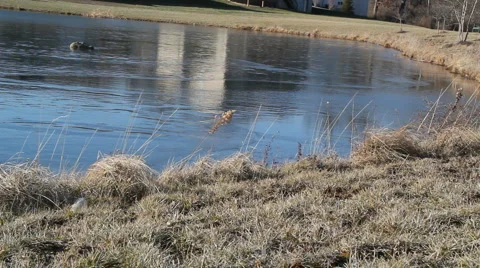 Frozen Lake 動画素材 1002513