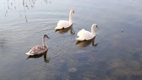 Frozen lake Stock Footage 99119021