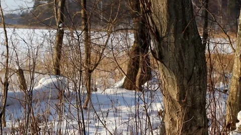 Frozen lake Stock Footage 99119058