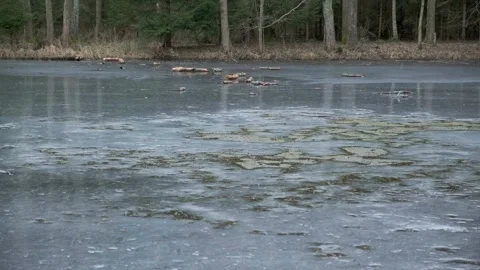 Frozen Lake with Forest Edge and Floating Logs Winter Scene Stock Footage 330377666