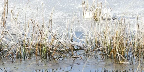 Frozen lake reed close up Stock Footage 162499524