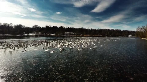 Frozen Lake with Seagulls Stock Footage 69058715