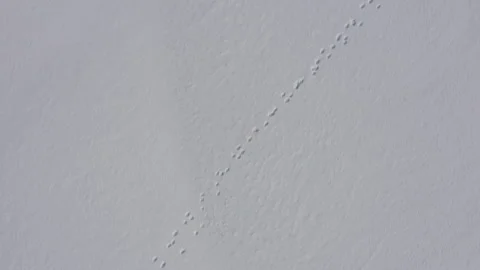 Frozen Lake Snow Texture Stock Footage 301668354