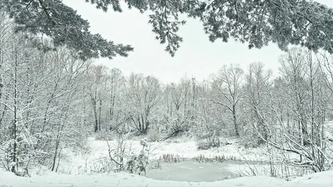 Frozen lake in the winter forest. Video stock 83929409