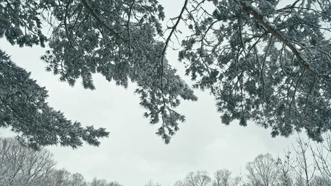 Frozen lake in the winter forest. Stock Footage 83929461