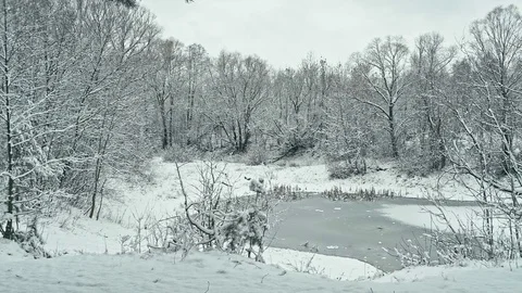 Frozen lake in the winter forest. Stock Footage 83929498