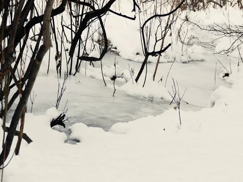 Frozen Lake in Winter Surrounded by Trees Stock Footage 73548488