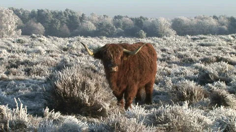 Frozen landscape 7 Stock Footage 784275