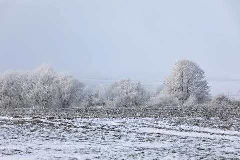 Frozen Landscape: Beech Trees Under Snow in Rural Germany Foto stock
