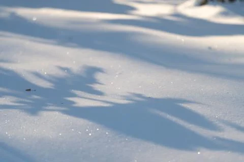 Frozen landscape illuminated by morning sunlight with gentle blue hues. Quiet sn Stock Photos