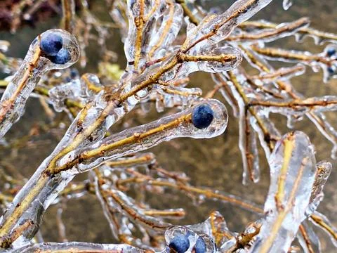 Frozen Landscape Stock Photos