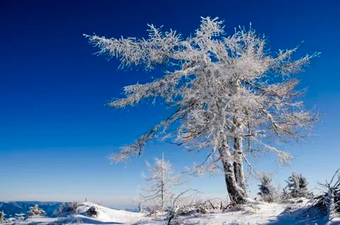 Frozen larch tree Stock-Fotos