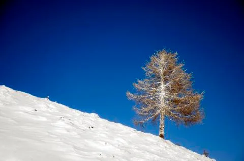 Frozen larch tree Stock Photos