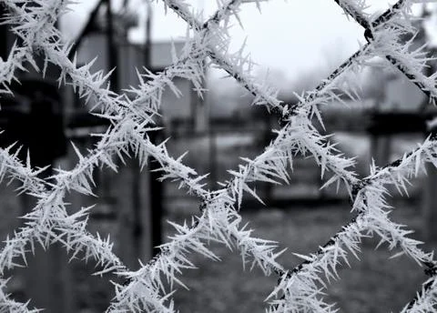 Frozen latticer Foto stock