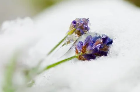 Frozen lavender Stock Photos