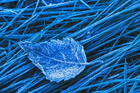 Frozen leaf background with ice crystals, deep blue color background 写真素材