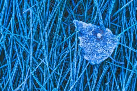 Frozen leaf background with ice crystals, deep blue color background 写真素材