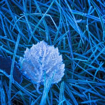 Frozen leaf background with ice crystals, deep blue color background 写真素材