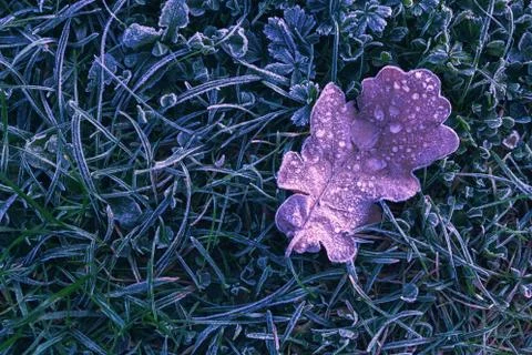 Frozen leaf background with ice crystals, deep blue color background 写真素材