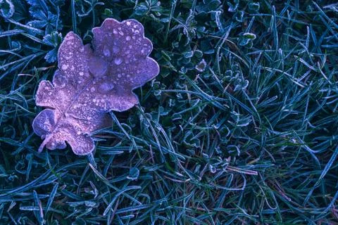 Frozen leaf background with ice crystals, deep blue color background 写真素材