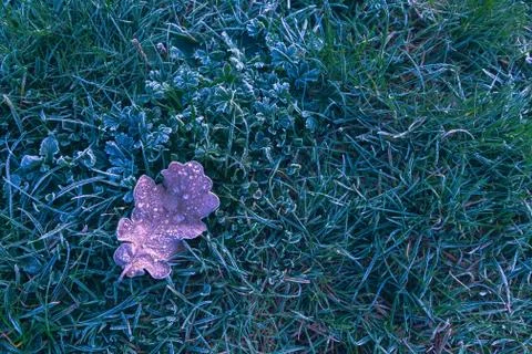 Frozen leaf background with ice crystals, deep blue color background 写真素材