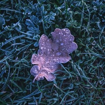Frozen leaf background with ice crystals, deep blue color background 写真素材