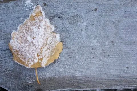 Frozen  Leaf of birch Stock Photos