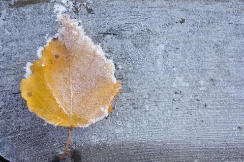 Frozen  Leaf of birch Foto stock