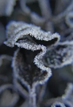 Frozen leaf close up Stock Photos