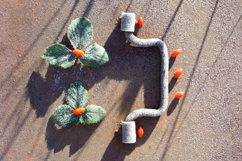 Frozen  Leaf of clover Foto stock