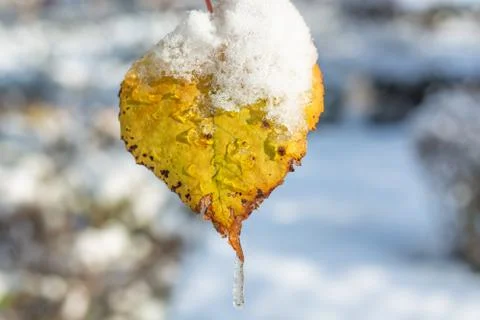 Frozen leaf in early winter Stock Photos
