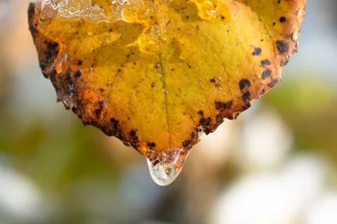 Frozen leaf in early winter Stockfoto's