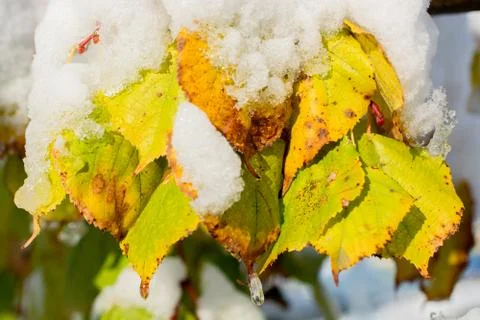 Frozen leaf in early winter Stock Photos