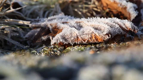 Frozen leaf Vídeo Stock 32739005