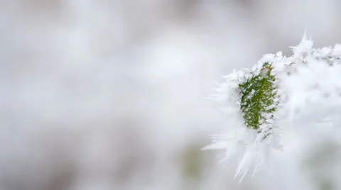 Frozen leaf Stock Footage 34249106
