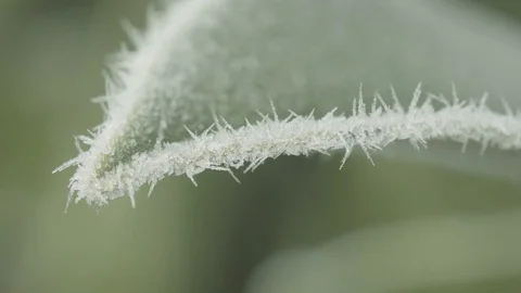 Frozen leaf Stock Footage 83780837