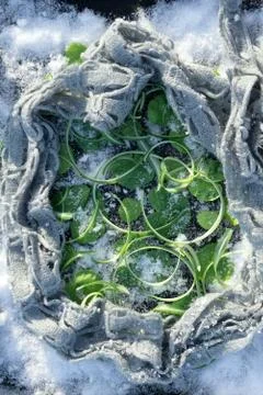 Frozen  Leaf of geranium and grass Stock Photos
