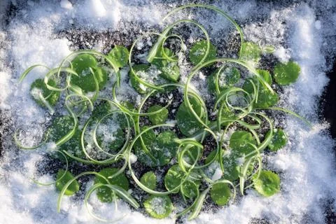 Frozen  Leaf of geranium and grass Stock Photos