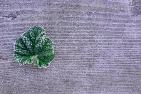 Frozen  Leaf of geranium Stock Photos
