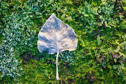 Frozen leaf on the ground Stock Photos